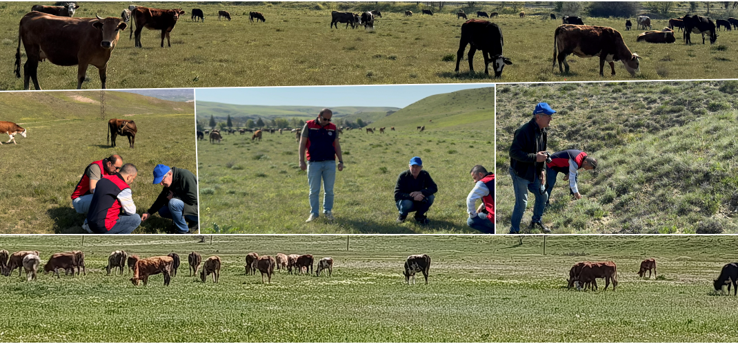 Çankırı'da Mera Islah Seferberliği.!!!!   