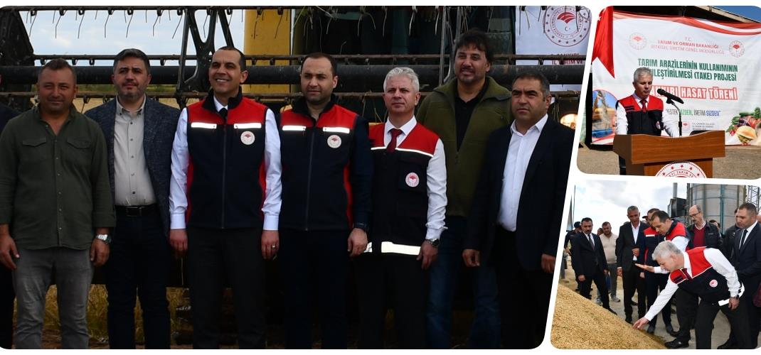 Kızılırmak'ta Çeltik Hasadı Coşkuyla Gerçekleştirildi