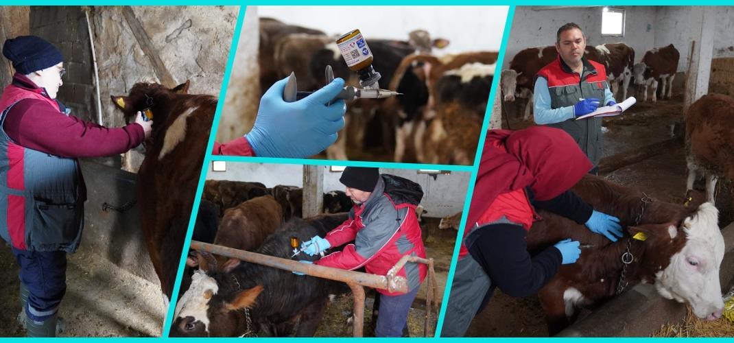 Çankırı'da Büyükbaş Hayvanlar İçin "Şap Aşılama" Seferberliği Başladı.