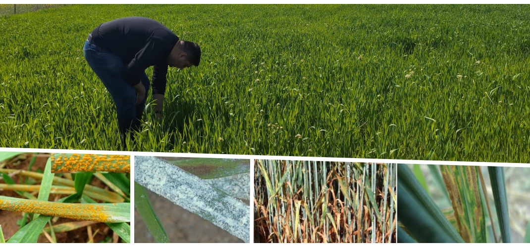 Hububatta Pas Hastalıklarına Dikkat!!!