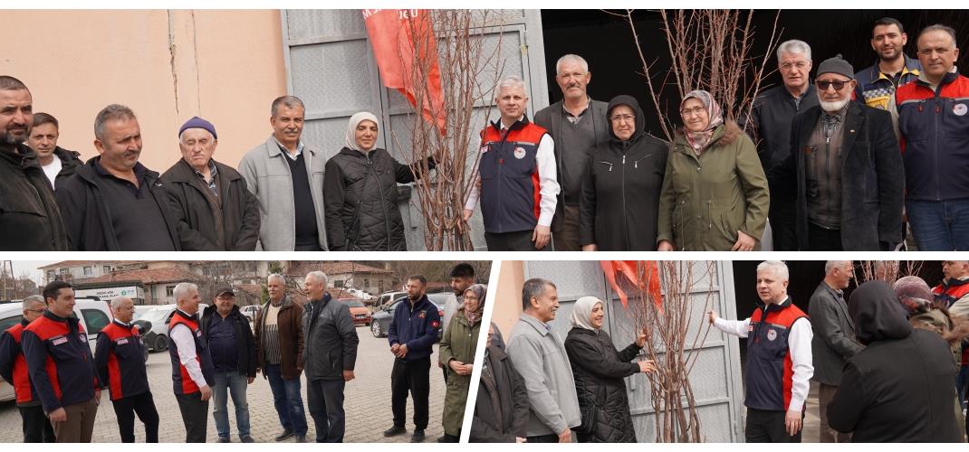 Kayısı Fidanları Toprakla Buluşuyor.