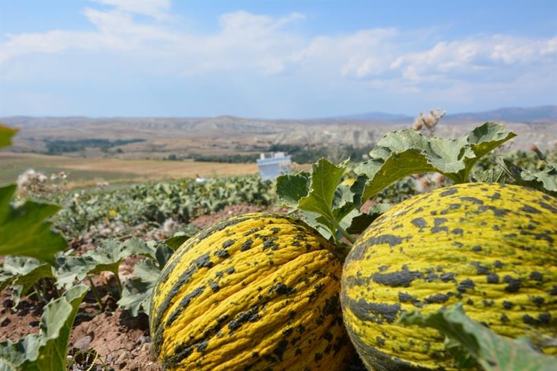 Türkiye' nin İlk ve Tek “Organik Çankırı Kavunu” Hasat Ediliyor